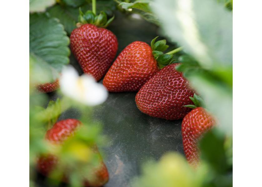 California Giant Berry Farms eyes promotable strawberry volumes The